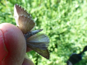 aplocera-2014-05-16-1-2.jpg