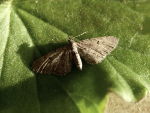 eupithecia-trisinaria-a-certifier.jpg