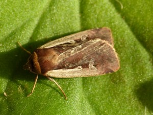 Ochropleura plecta à certifier.jpg