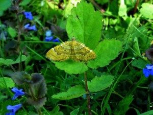 camptogramma bilineata à confirmer.jpg