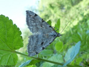 aplocera-2014-05-16-3-1.jpg