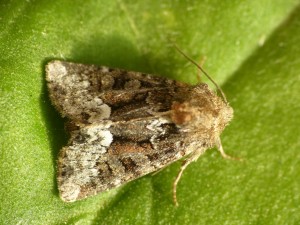 oligia-strigilis-a-confirmer-1.jpg