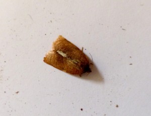 Acleris à determiner-1.jpg