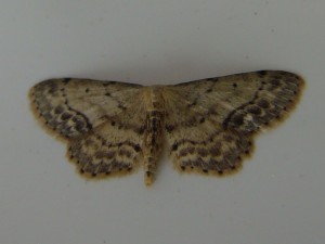 Scopula marginepunctata.JPG