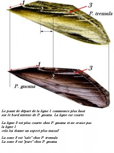 croquis-pheosia-2.jpg