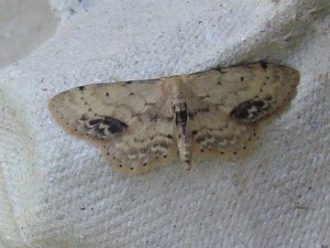 Idaea dimidiata.JPG