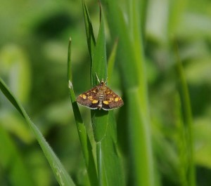 Pyrale de la Menthe(Pyrausta Aurata-ROTH3280.JPG