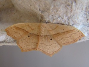 Scopula imitaria.JPG