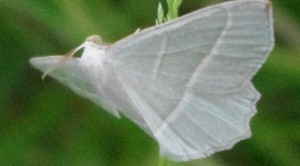 geometridae 1.JPG