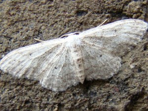 Idaea biselata.JPG