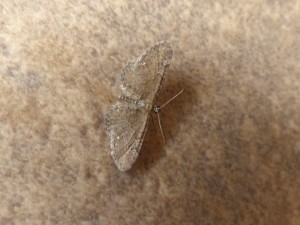 eupithecia-1 (1).JPG