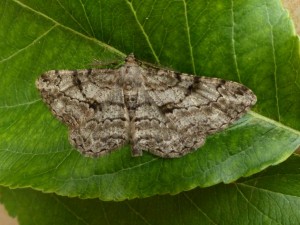 peribatodes rhomboidaria-1 (8).JPG