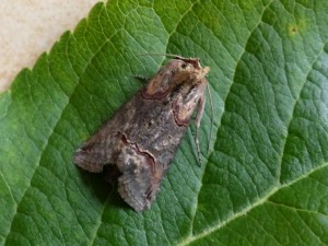 abrostola triplasia (13).JPG