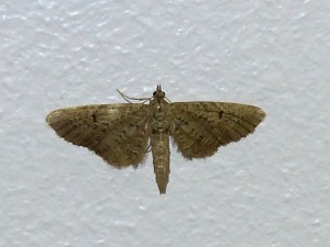 eupithecia-3 (24).jpg