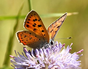 lycaena-alciphron_2502-po.jpg