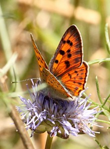 lycaena-alciphron-F_2497-po.jpg