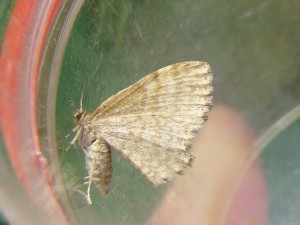DSC01014 - Copie.JPG