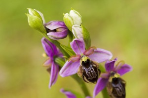 Ophrys averonnensis-4126ppc.jpg