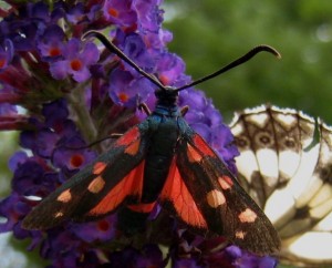 Zygaena ephialtes Aarts Tineke 46 05072009.jpg