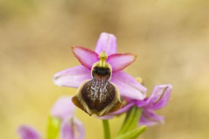 Ophrys averonnensis-4121ppc.jpg