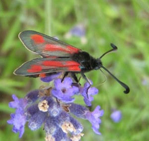 Zygaena 290609.jpg