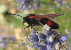 Zygaena 29062009.jpg