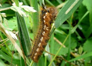 Chenille à identifier PPC.jpg