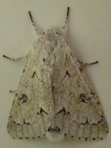 Acronicta leporina.JPG