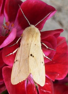 Spilosoma lutea-redim800.JPG