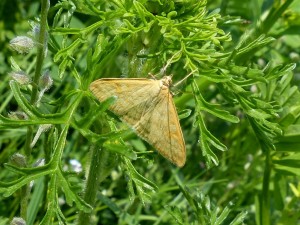 camptogramma bilineata à confirmer-1.jpg