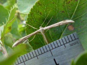emmelina monodactyla à confirmer.jpg