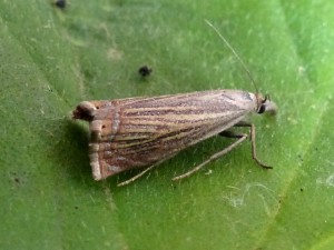 2014-06-01-Chrysoteuchia culmella-à-confirmer.jpg