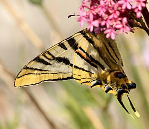 iphiclides-feisthamelii.jpg