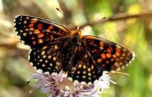 melitaea-diamina_3693.jpg