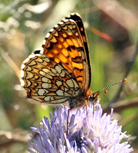 melitaea-diamina_3682.jpg