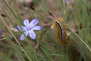 Malacosoma castrensis sur Aphyllanthe-4182ppc.jpg