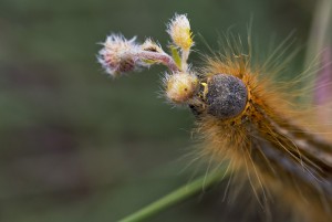 Malacosoma castrensis-4184ppc.jpg