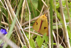 Diacrisia sannio-4172ppc.jpg