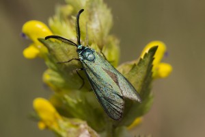 Zygenidae Jordanita hispanica-4109ppc.jpg