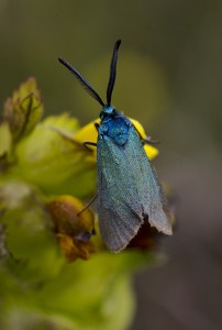 Zygenidae Jordanita hispanica-4115ppc.jpg