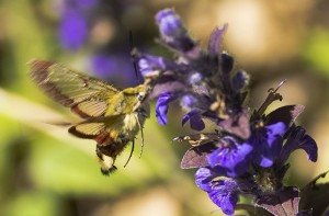 Hemaris fusciformis-4158ppc.jpg