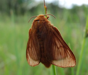 Malacosoma franconica- ppc.jpg