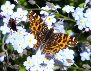 Araschnia_levana.jpg