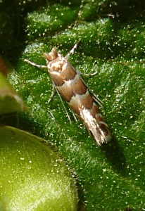 Gracillariidae - Phyllonorycter froelichiella - F4 - 20-04-2014-redim800.JPG