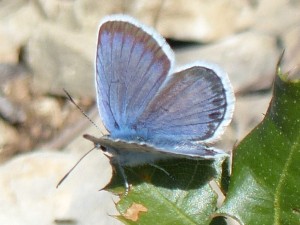 Plebejus sp argus ou idas Castries (7).JPG