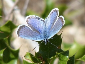 Plebejus sp argus ou idas Castries (1).JPG