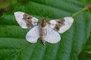 Cosmorhoe ocellata-ROTH5115 - Copie.JPG
