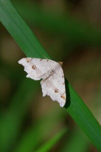 Philobie alternée(Macaria alternata)ROTH4932 - Copie.JPG