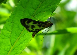 Eurrhypara_hortulata.jpg