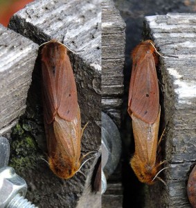 Arctiidae_Phragmatobia_fuliginosa.jpg